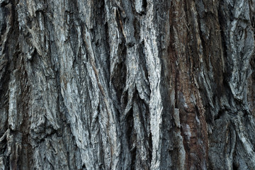 Tree Bark Brown Background Texture