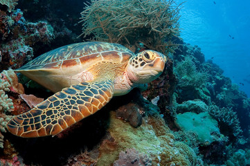 Obraz na płótnie Canvas Green turtle