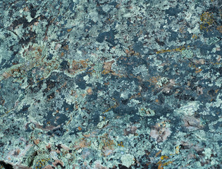 Lichen on Stone Texture Nature Background