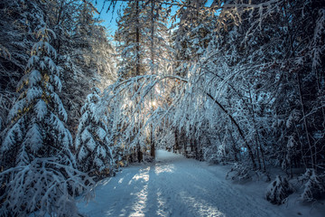 Zakopane Dolina Chochołowska