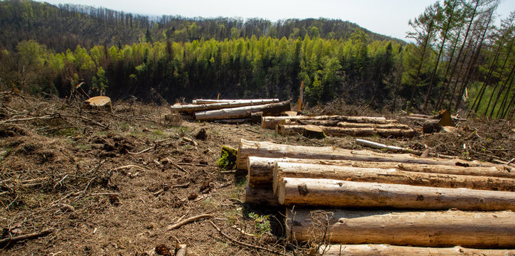 damaged forest at the teutoburger wald