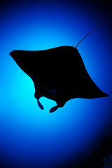 The Manta ray (Palau)