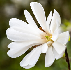 Fototapeta na wymiar Closeup of a white Star Magnolia flower in full bloom 