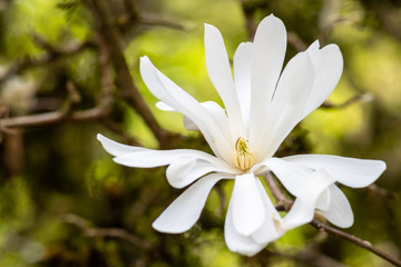 Closeup of a white Star Magnolia flower in full bloom
