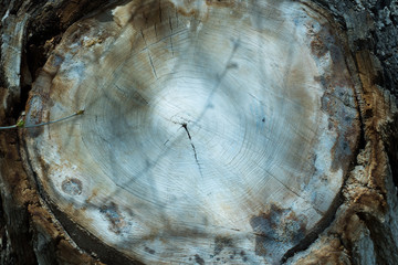Tree Trunk Wood Background Texture