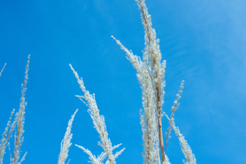 Blue Sky Plant Nature Background