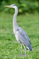 Great Blue Heron, Juvenile. San Francisco, California, USA.

