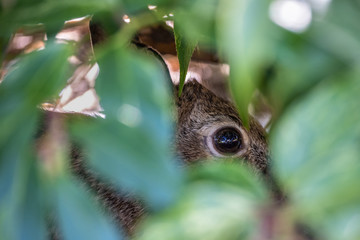 Naklejka na ściany i meble Native rabbit in a garden peeking out between leaves 