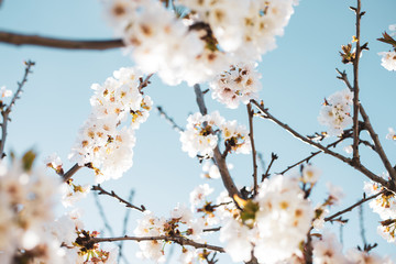 Blossom Skies. 