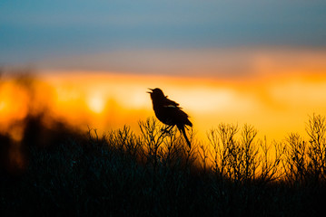 Bird Sunset
