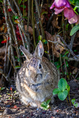Native rabbit in a garden looking for a snack, spring wildlife
