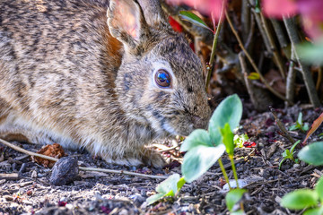 Native rabbit in a garden looking for a snack, spring wildlife
