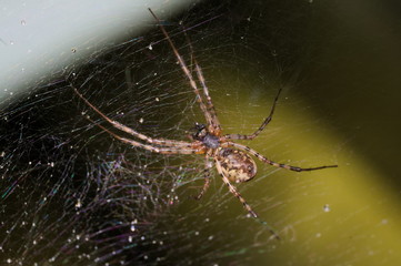 macro shot of a spider on a grid
