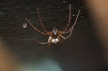 macro shot of a spider on a grid