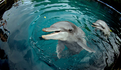 Obraz premium The dolphin in the water