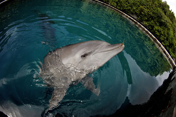 dolphin in the water