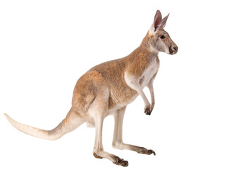 red kangaroo isolated on white background studio shot - obrazy, fototapety, plakaty