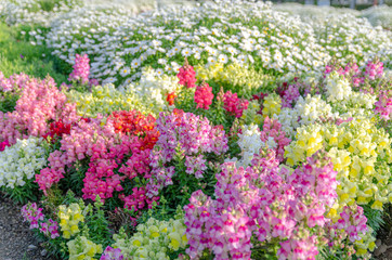 カラフルな花壇