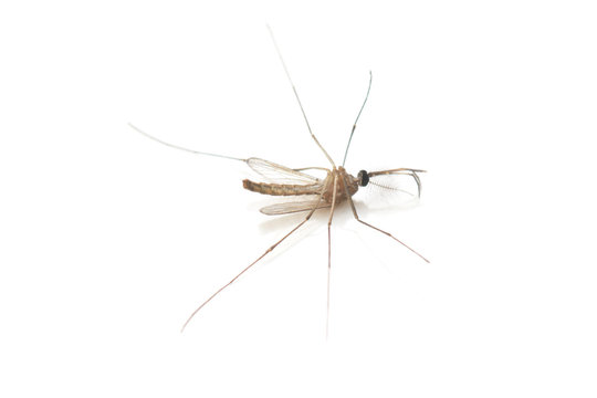 Mosquito dead on white background.
