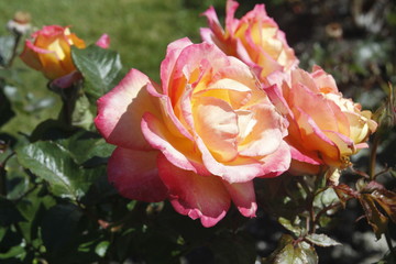 orange rose in garden