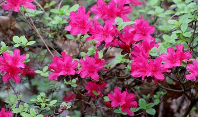 flower garden in the park