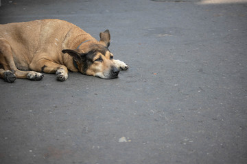 路上に寝そべり薄目で通りを眺める茶色の犬