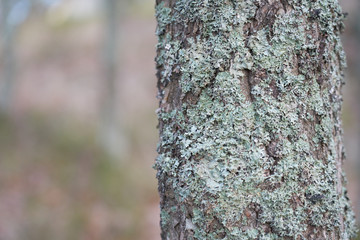 Trunk of a tree with moss and blurred background. Copy space.