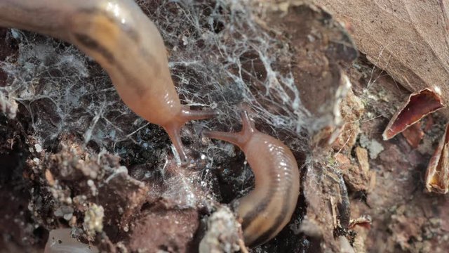 Close up of two slugs crawling towards each other