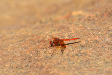 Red Russet Dropwing Dragonfly On Stone (Trithemis pluvialis), Rustenburg, South Africa
