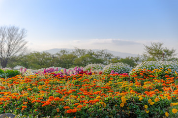 マリーゴールドの花壇