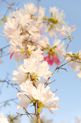 青空とピンクのツツジの花
