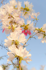 Fototapeta na wymiar 青空とピンクのツツジの花