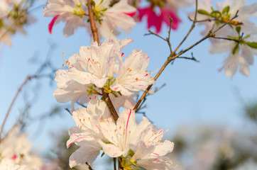 青空とピンクのツツジの花