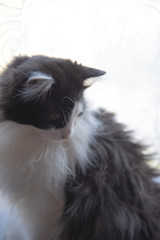 Portret długowłosego  czarno białego kota patrzącego w dół.