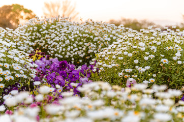 夕日と白いノースポールの花壇