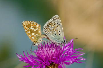 Cópula de mariposas sobre el cardo lila, niña coridón ( Polyommatus coridon).
