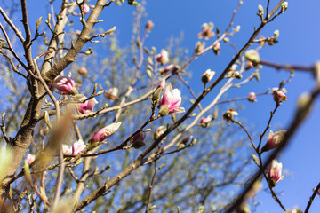 Spring blossom magnolia tree flowers floral background
