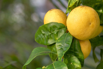 Grapefruits on a three. Copy space.