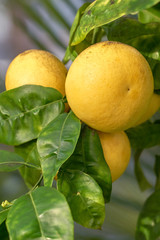 Grapefruits on a three. Copy space.