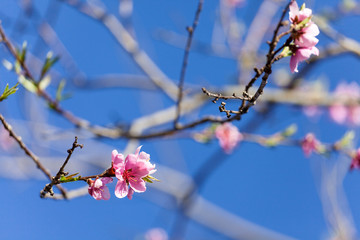 Spring tree blossom pink fresh flowers on blue sky floral background