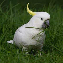 Cockatoo Feeding on Grass
