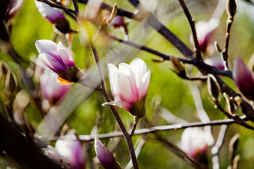 Spring blossom magnolia tree flowers floral background