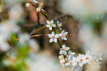 spring time April bloom season nature photography of white flower tree branch in foreground unfocused frame garden outside