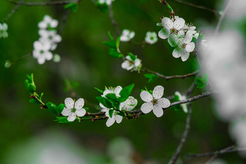 April spring blossom garden bush branches vivid green foliage and white flowers soft focus macro photography concept in unfocused natural