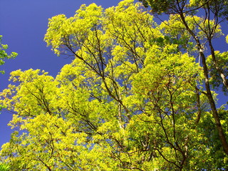 Fototapeta premium 公園の晩春の楠木と青空