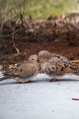 kissing morning dove couple
