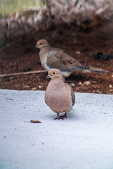 morning dove couple in spring
