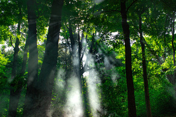 smokey sun in the forest