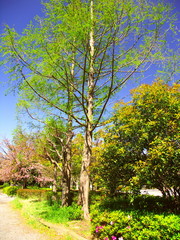 Obraz premium 八重桜咲く春の朝の公園風景