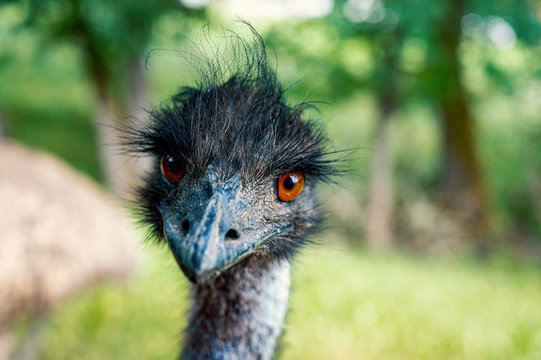 emu with green background